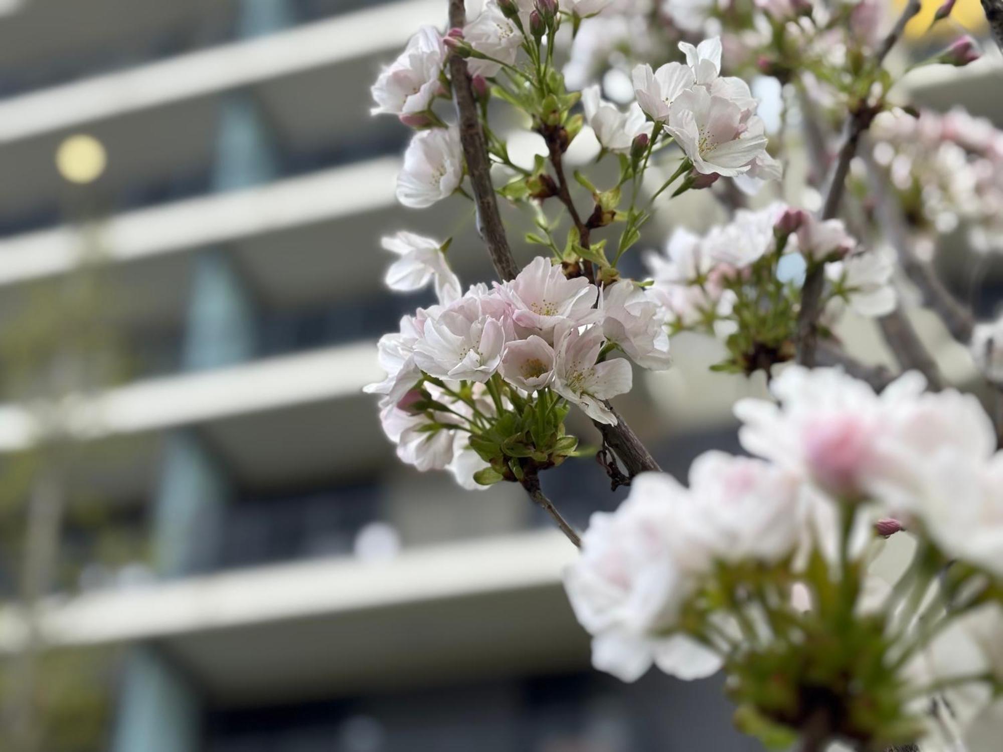 Japandi Studio Apartment, Free Parking بودابست المظهر الخارجي الصورة